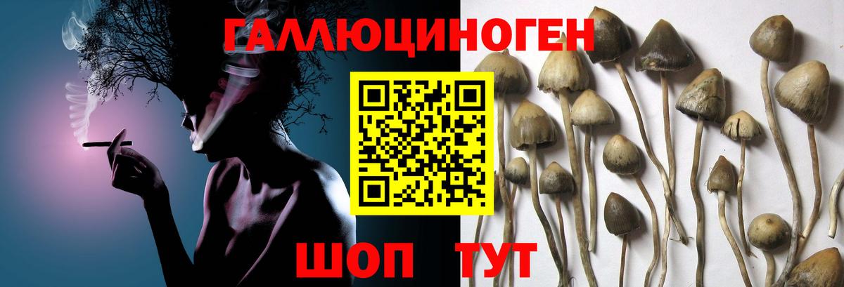 Псилоцибиновые грибы Psilocybine cubensis  Галлюциногенные грибы ЛСД  Вход с VPN  Кувандык 